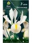 Ирис голландский Уайт Эксельсиор (Iris hollandica White Excelsior)