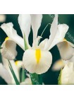 Ирис голландский Уайт Эксельсиор (Iris hollandica White Excelsior)