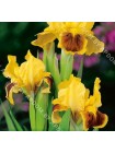 Ирис карликовый Медоу Корт (Iris pumila Meadow Court)
