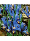 Ирис ретикулята Кентаб (Iris reticulata Cantab)