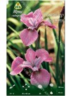 Ирис сибирский Лавендер Баунти (Iris sibirica Lavender Bounty)