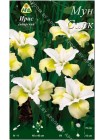Ирис сибирский Мун Силк (Iris sibirica Moon Silk)