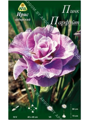 Ирис сибирский Пинк Парфэйт (Iris sibirica Pink Parfait)