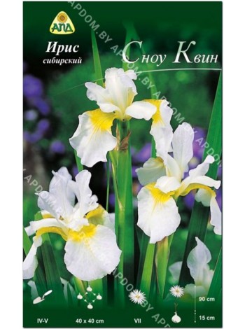 Ирис сибирский Сноу Квин (Iris sibirica Snow Queen)