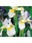 Ирис сибирский Сноу Квин (Iris sibirica Snow Queen)