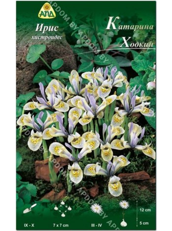 Ирис хистроидес Катарина Ходкин (Iris histrioides Katharine Hodgkin)