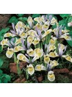 Ирис хистроидес Катарина Ходкин (Iris histrioides Katharine Hodgkin)