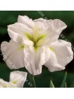 Ирис энсата Уайт Леди (Iris ensata White Lady)