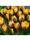 Крокус Дороти (Crocus chrysanthus Dorothy)