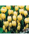 Крокус Крим Бьюти (Crocus chrysanthus Cream Beauty)