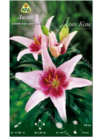 Лилия Дот Ком (Lilium asiatic Dot.Com)