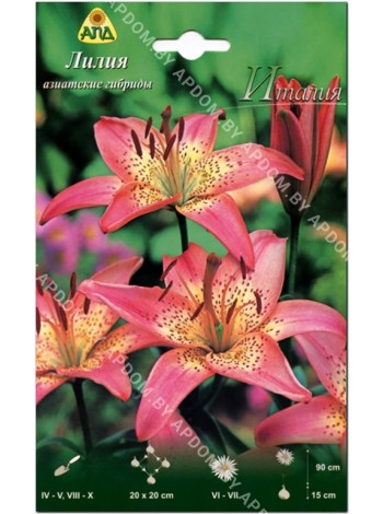 Лилия Италия (Lilium asiatic Italia)