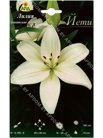 Лилия Йети (Lilium asiatic Yeti)