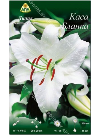 Лилия Каса Бланка (Lilium oriental Casa Blanca)