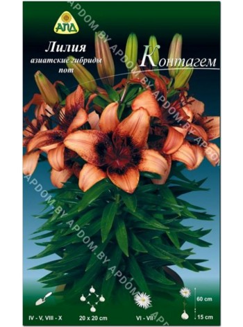 Лилия Контагем (Lilium asiatic pot Contagem)