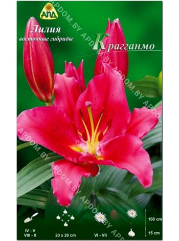 Лилия Крагганмо (Lilium oriental Cragganmore)