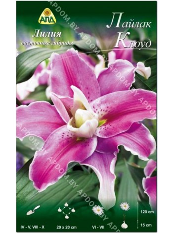 Лилия Лайлак Клоуд (Lilium oriental Lilac Cloud)