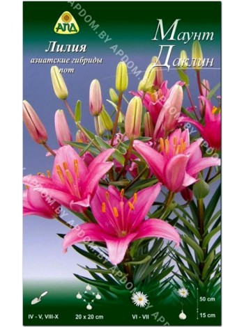 Лилия Маунт Даклин (Lilium asiatic pot Mount Duckling)