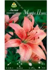 Лилия Морфо Пинк (Lilium asiatic Morpho Pink)