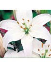 Лилия Навона (Lilium asiatic Navona)