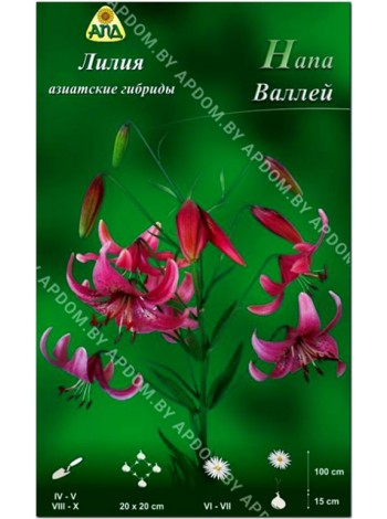 Лилия Напа Валлей (Lilium asiatic Napa Valley)