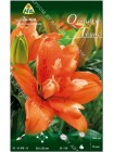 Лилия Орандж Твинс (Lilium asiatic Orange Twins)