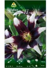 Лилия Пепл Харт (Lilium asiatic Purple Heart)