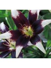 Лилия Пепл Харт (Lilium asiatic Purple Heart)
