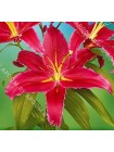 Лилия Ред Рефлекс (Lilium oriental Red Reflex)
