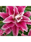Лилия Свит Рози (Lilium oriental Sweet Rosy)