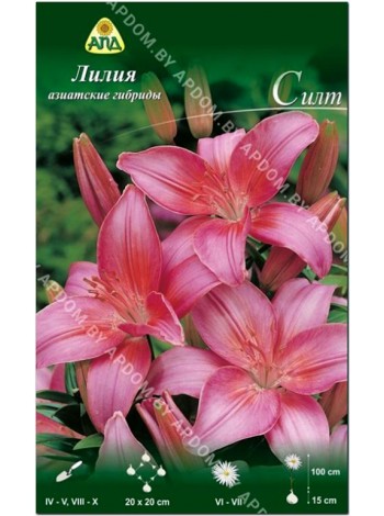 Лилия Силт (Lilium asiatic Sylt)