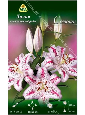 Лилия Солюшн (Lilium oriental Solution)
