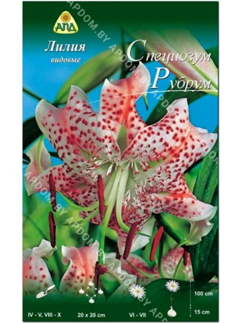 Лилия Специозум Рубрум (Lilium orienpet Speciosum Rubrum)