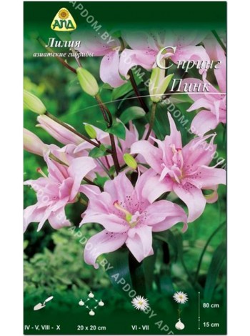 Лилия Спринг Пинк (Lilium asiatic Spring Pink)