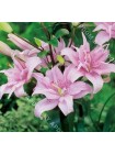Лилия Спринг Пинк (Lilium asiatic Spring Pink)