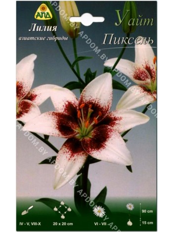 Лилия Уайт Пиксель (Lilium asiatic White Pixels)