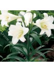 Лилия Уайт Хэвен (Lilium longiflorum White Heaven)