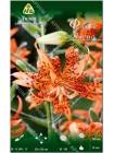 Лилия Флоре Плено (Lilium asiatic Flore Pleno )