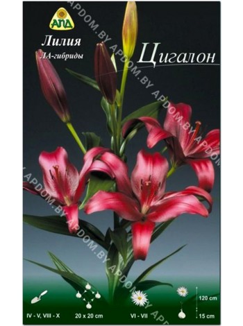 Лилия Цигалон (Lilium LA Cigalon)