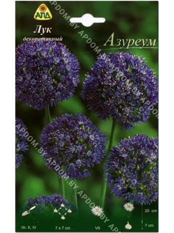 Лук декоративный Азуреум (Allium Azureum)