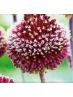 Лук декоративный Ред Могикан (Allium amethystinus Red Mohican)