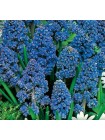 Мускари махровые Блю Спайк (Muscari armeniacum Blue Spike)
