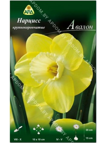Нарцисс Авалон (Narcissus Avalon)
