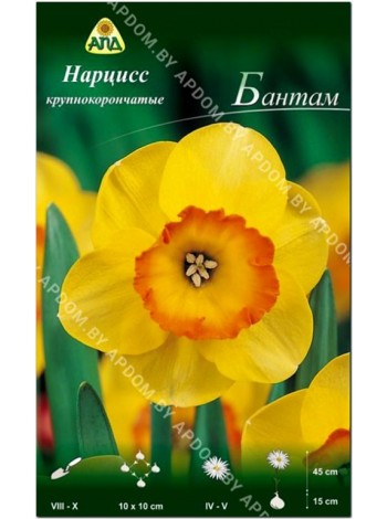 Нарцисс Бантам (Narcissus Bantam)