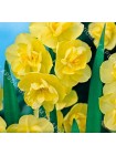 Нарцисс Йеллоу Черфулнесс (Narcissus Yellow Cheerfulness)