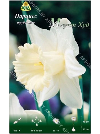 Нарцисс Маунт Худ (Narcissus Mount Hood)