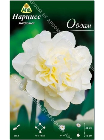 Нарцисс Обдам (Narcissus Obdam)