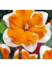 Нарцисс Оранжери (Narcissus Orangery)