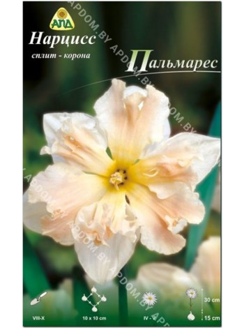 Нарцисс Пальмарес (Narcissus Palmares)