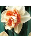 Нарцисс Риплит (Narcissus Replete)